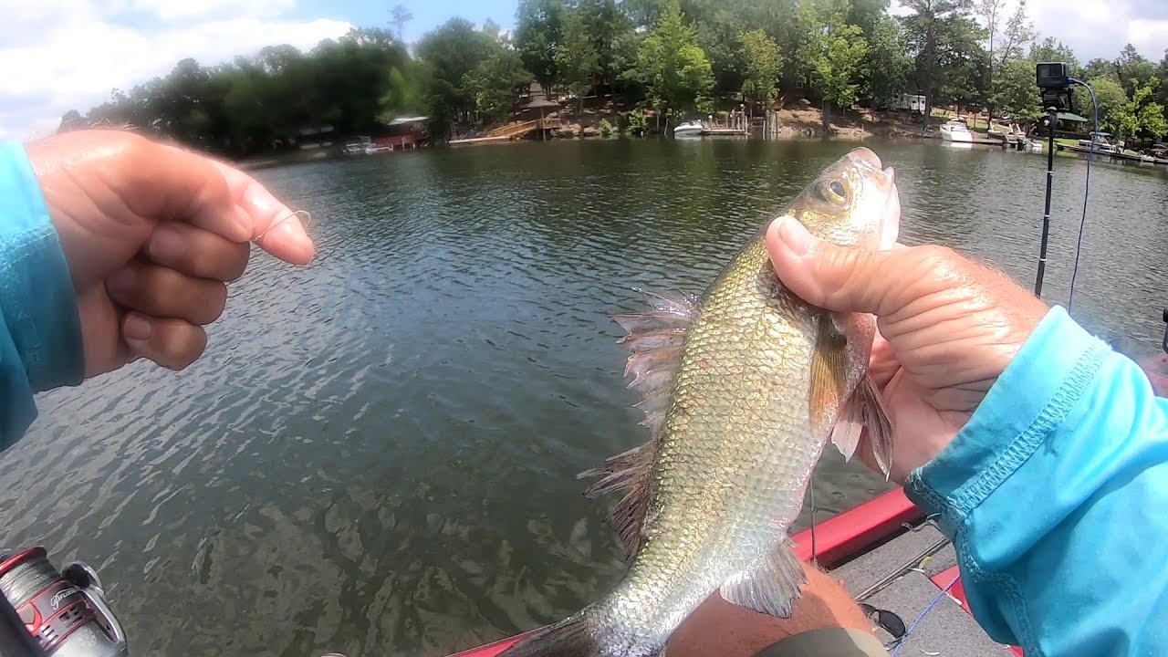 Shallow Water Crappie And White Perch