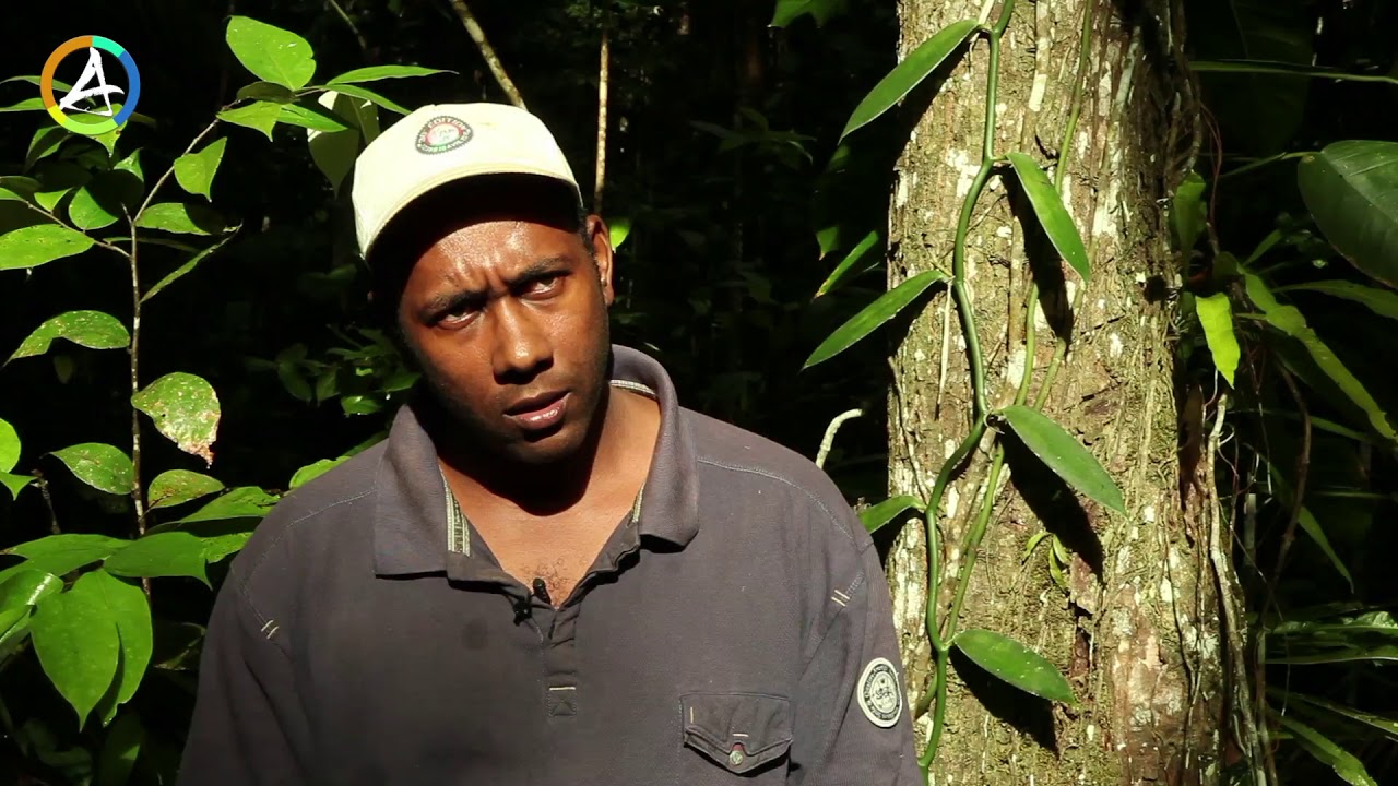 La vanille Bio en Guadeloupe