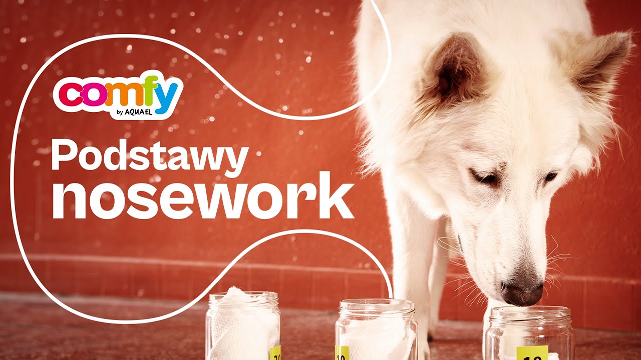 Podstawy nosework