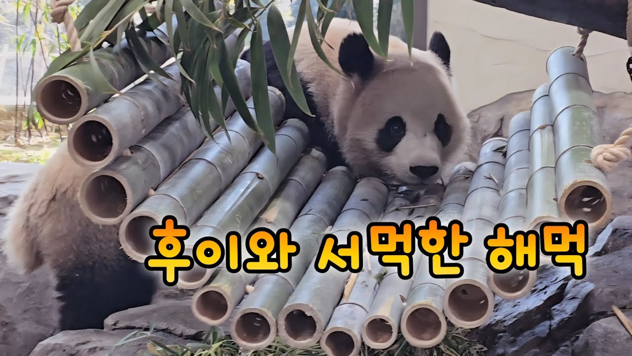 후이바오 해먹바오랑 친해지길 바래💓 루이후이 화요일 오전 영상💕26.01.27 Everland Ruibao Huibao 