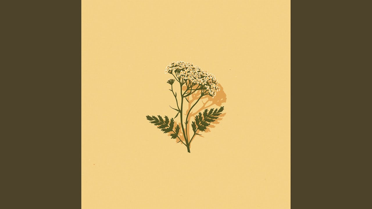 Yarrow.