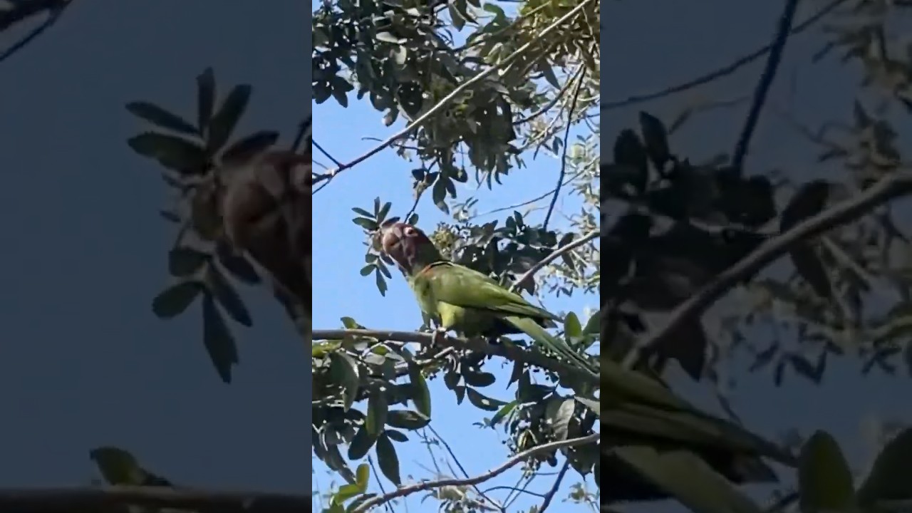 birds of peru! 