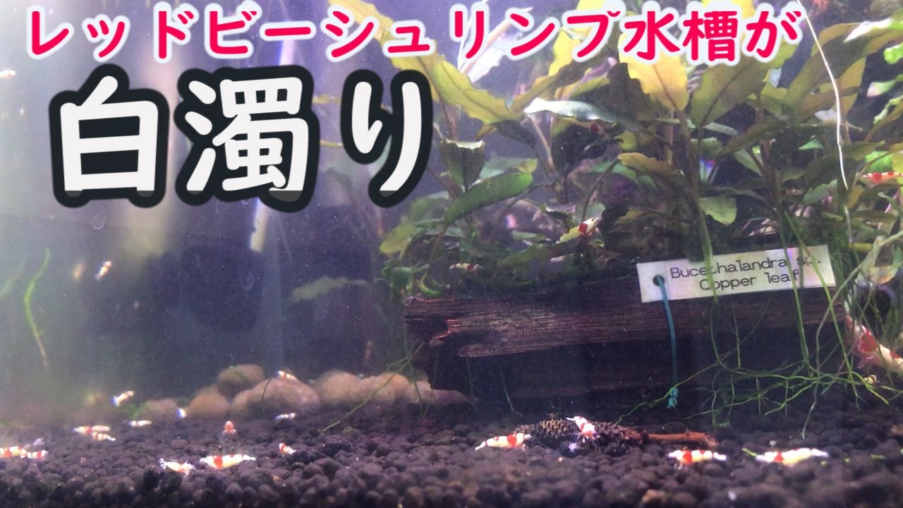 【アクアリウム】レッドビーシュリンプ水槽が白濁りしたので改善・対策していきます
