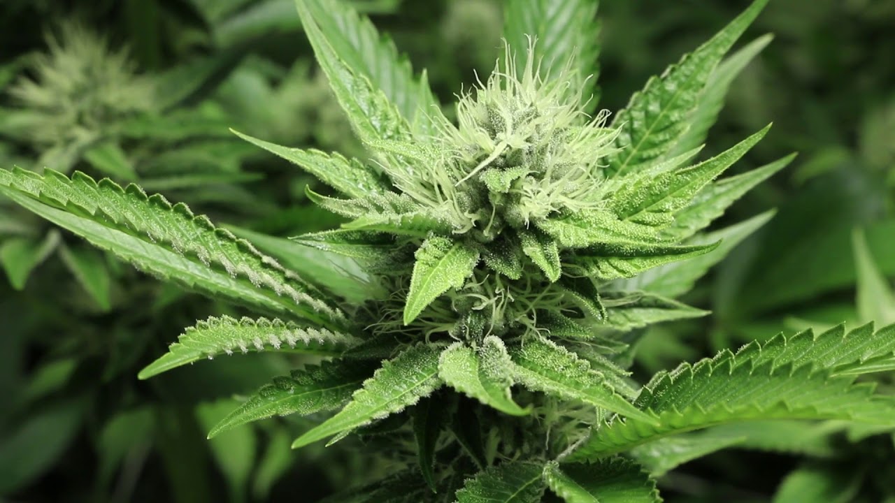 Multiple flavors day 35