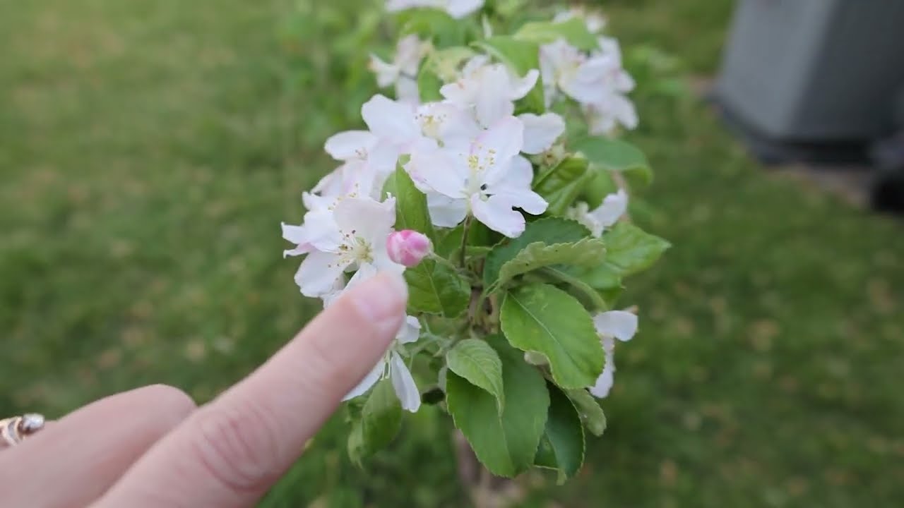 Malus domestica | Pink Lady Apple Tree & Liberty Apple Tree