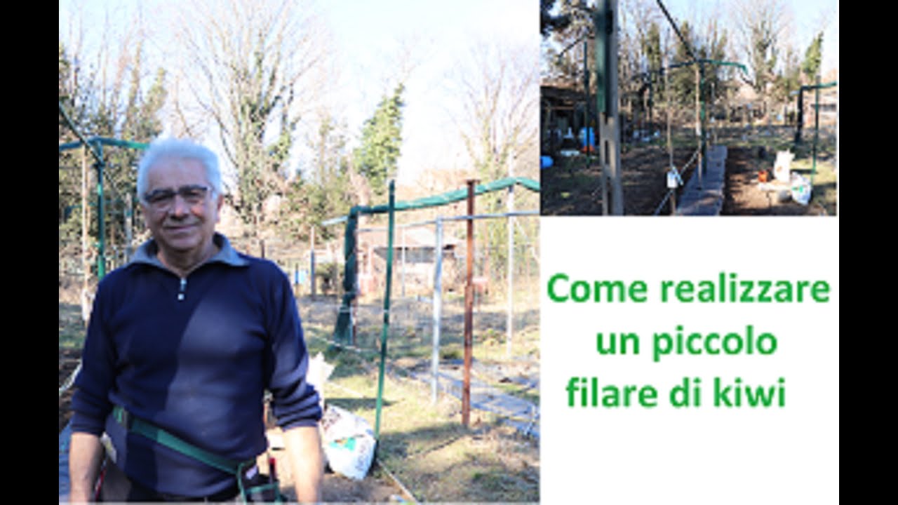 Come realizzare un piccolo filare di Kiwi