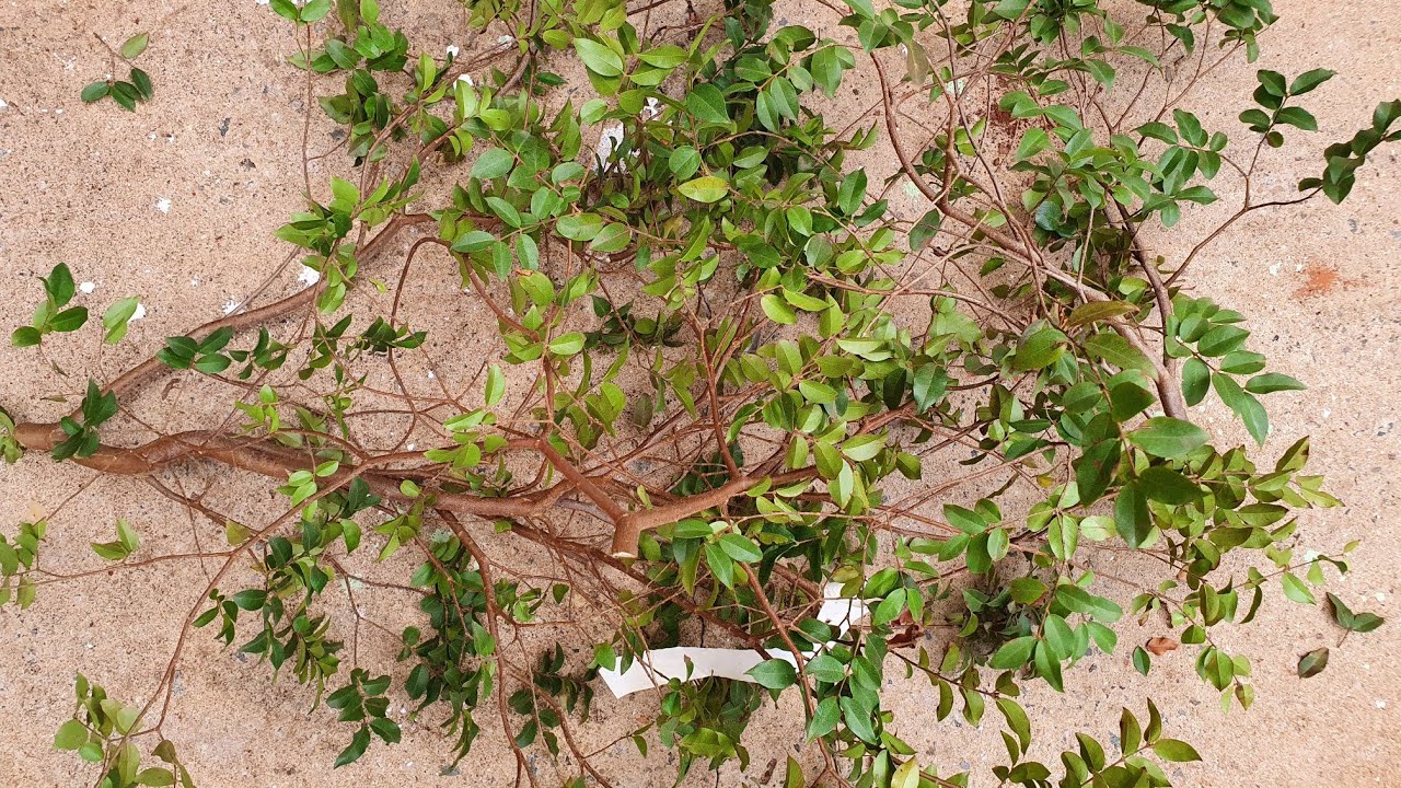Jaboticaba (plantas) de viveiro, trasplante, poda de raízes e dicas diverssas...