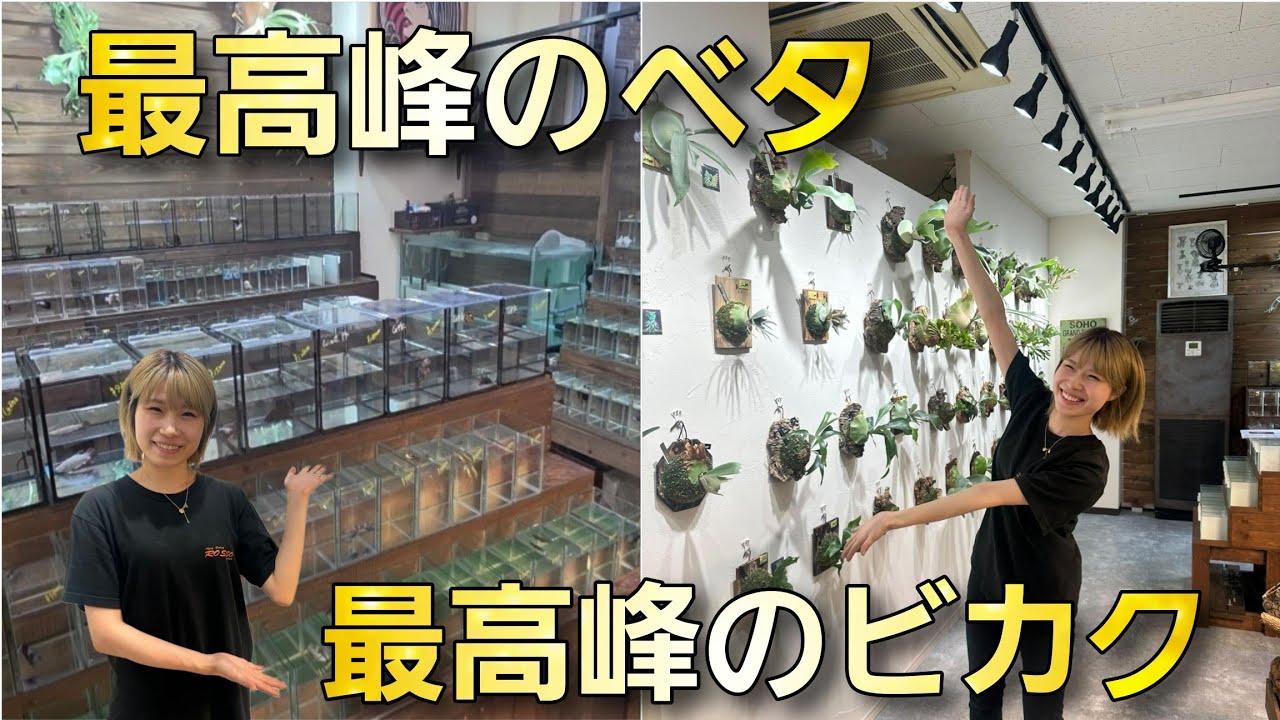 最高峰のビカクシダに最高峰のベタ‼オシャレ過ぎるアクアショップ‼　【ROSSO】aquarium　アクアリウム　熱帯魚　水槽　水草　流木　テラリウム