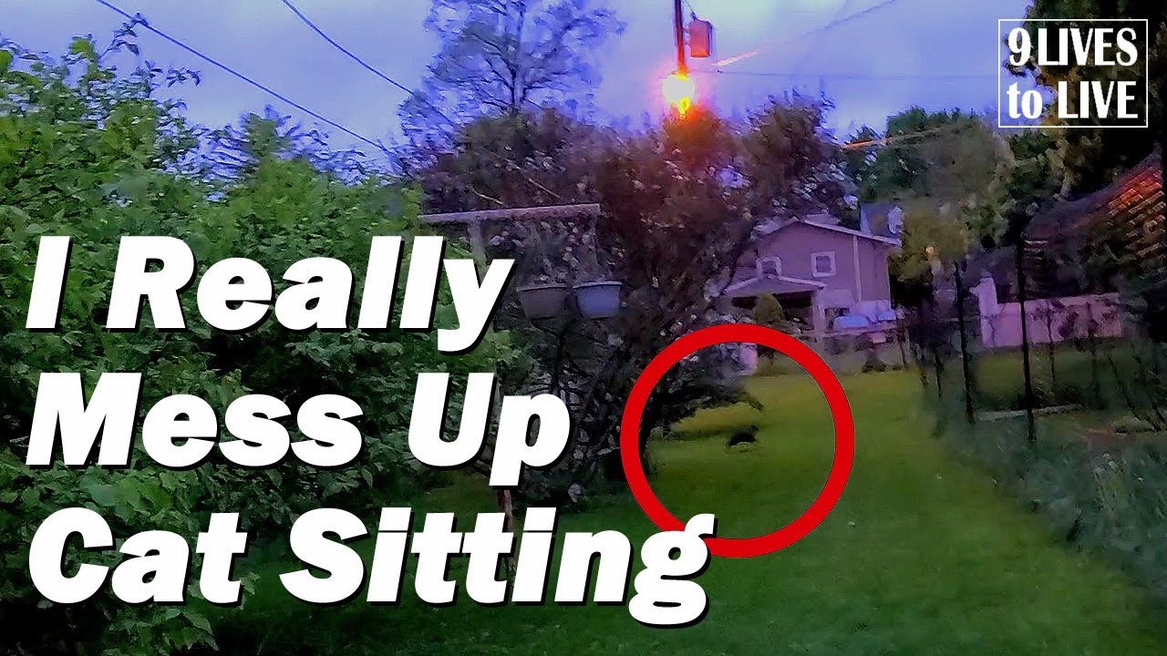 21 Cat Sitting Tips You Must Know