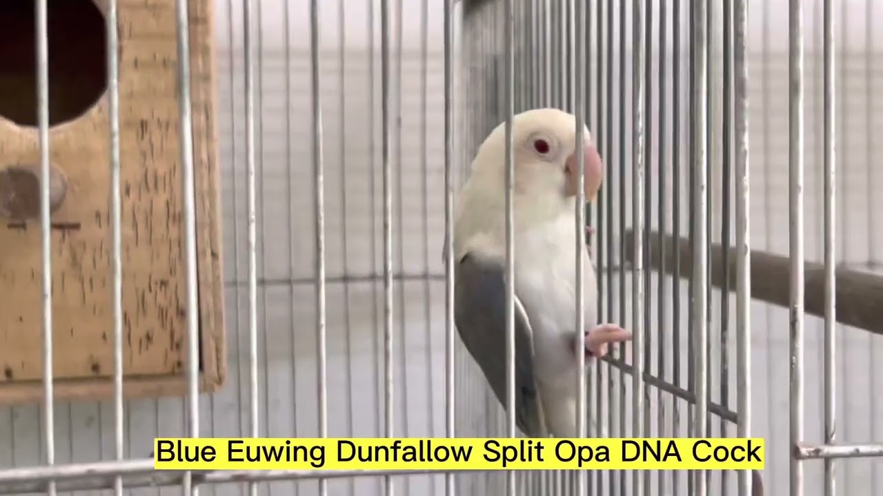 YF,Creamino Aqua Opa,Perso dun BF,African Grey Parrot Aviary visit w/ Rolly Aquino RCA Aviary part2