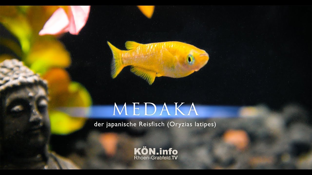 MEDAKA (Oryzias latipes) der japanische Reisfisch
