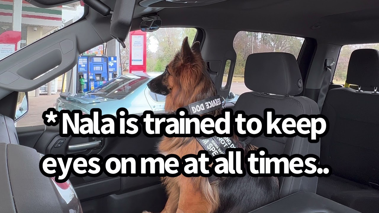 Nala The Service Dog On Duty!