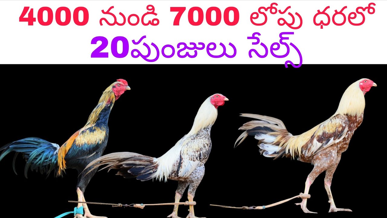 9963572556 ఓన్లీ వాట్సాప్ చాట్ ట్రాన్స్పోర్ట్ సదుపాయము ఉంది రాజమండ్రి 10/3/2026