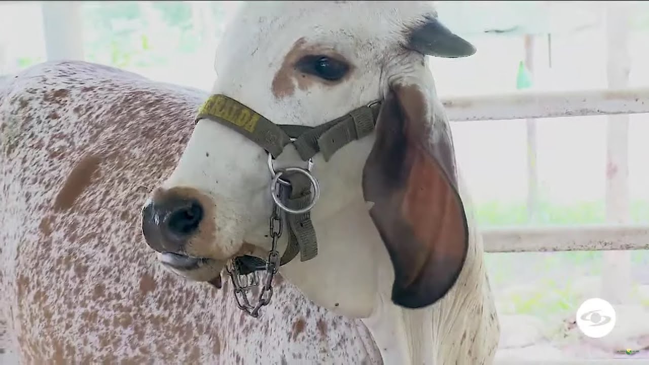 Recomendaciones para escoger una vaca donadora para la transferencia de embriones - La Finca de Hoy