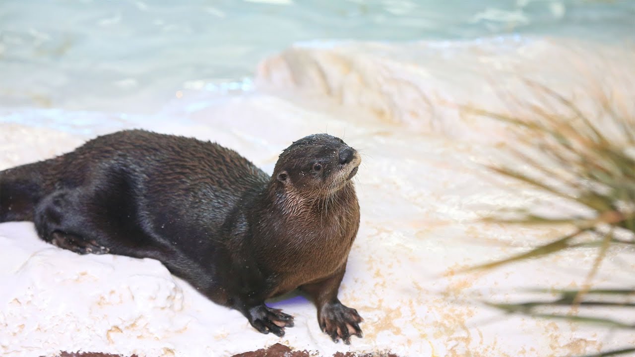 LIVE Otter Oasis River Otter Webcam