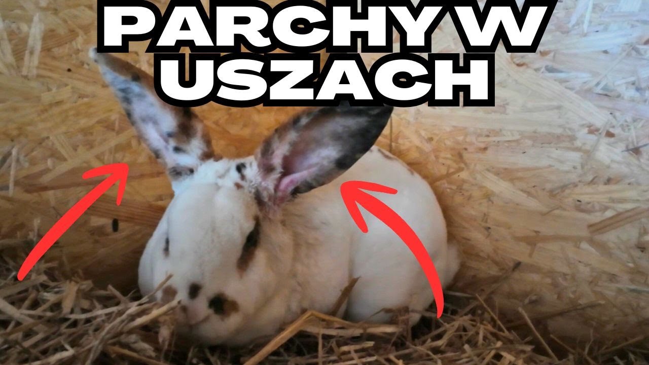 Świerzb u królików, weterynarz, przeprowadzka