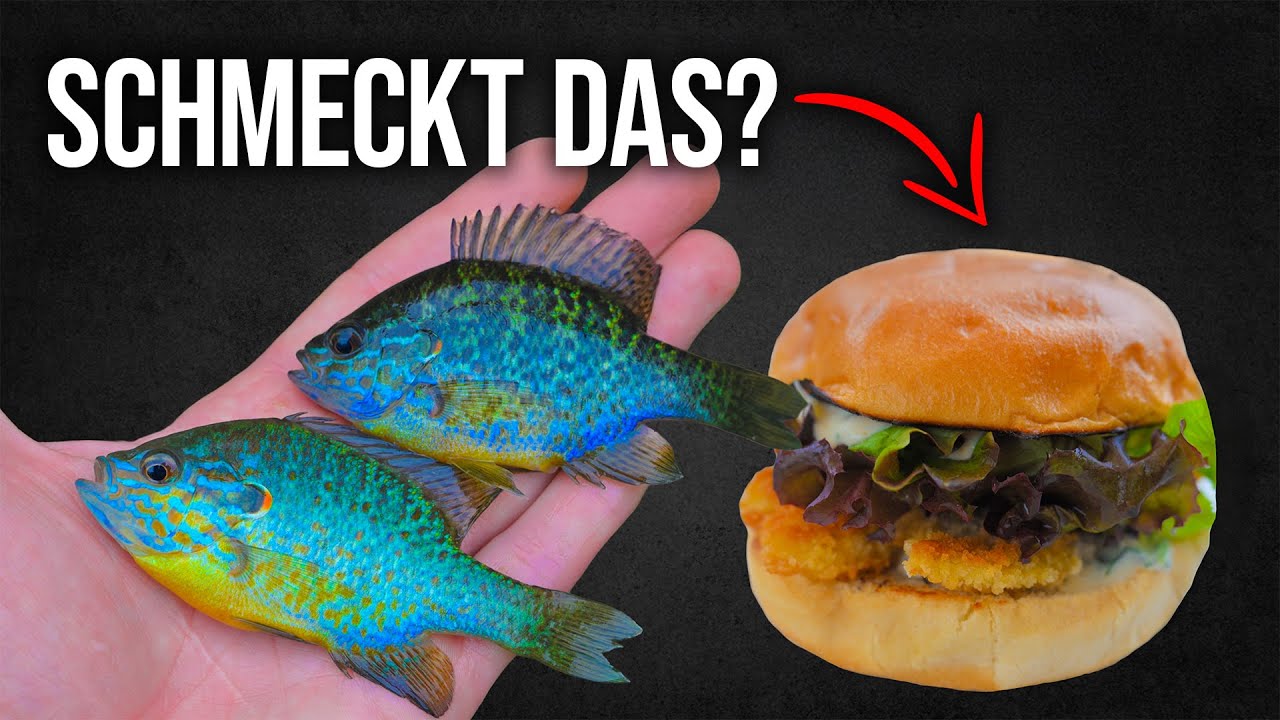 Wir essen die PLAGE auf! 🐟🍔 Sonnenbarsch Catch & Cook