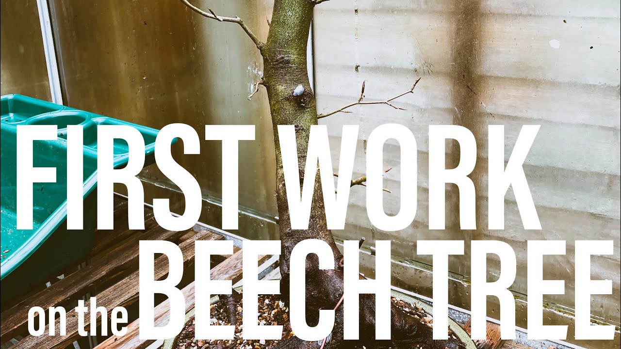 Bonsai Diary - (EP9 - 26/3/2023) First Work on my Beech Tree!