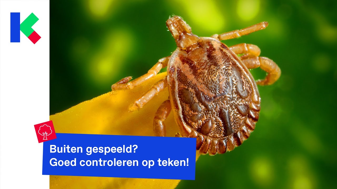 wat moet je doen als je een teek hebt?
