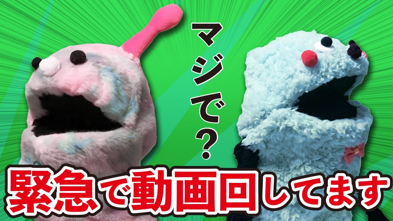 緊急で動画回してます【パペット】#shorts
