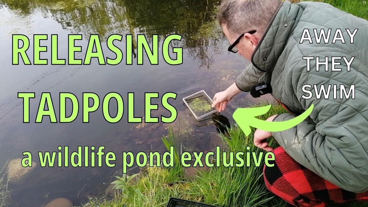 Releasing Tadpoles in the Wildlife Pond | Newts | Frogs Toads