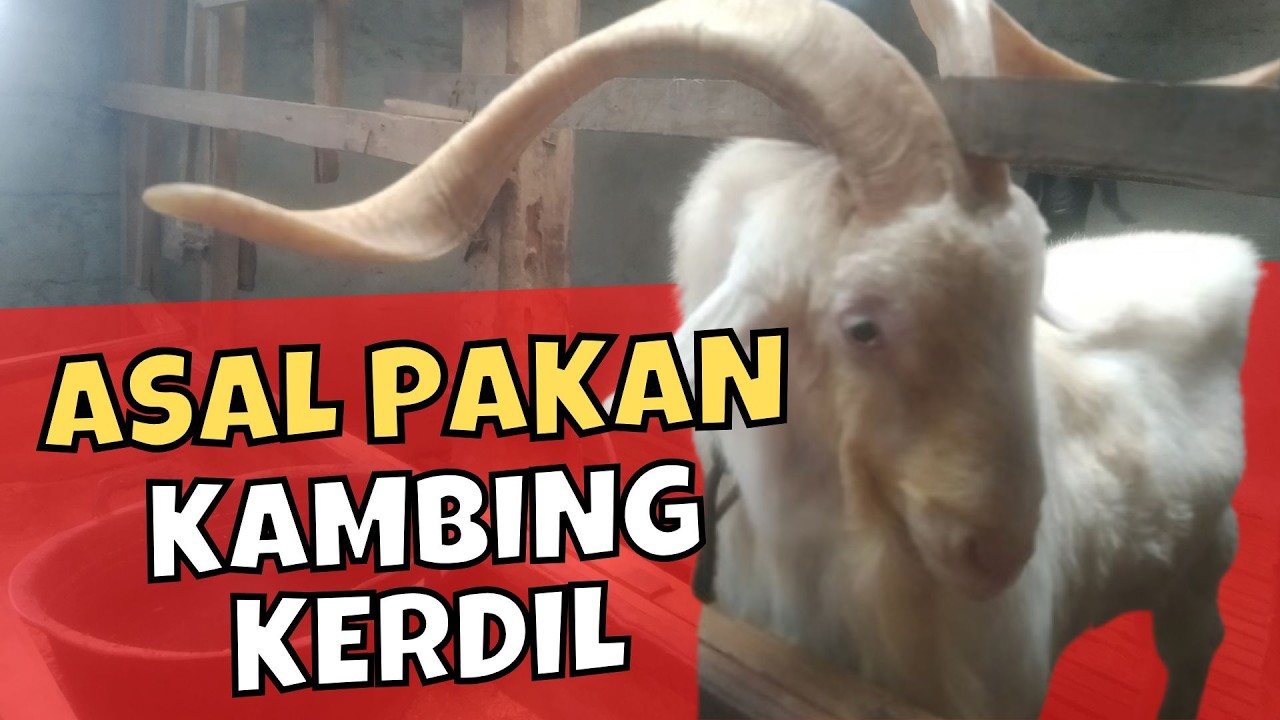 Jangan Asal Kenyang‼️Hindari Pakan Kambing Ini Agar Kambing Tidak Kerdil
