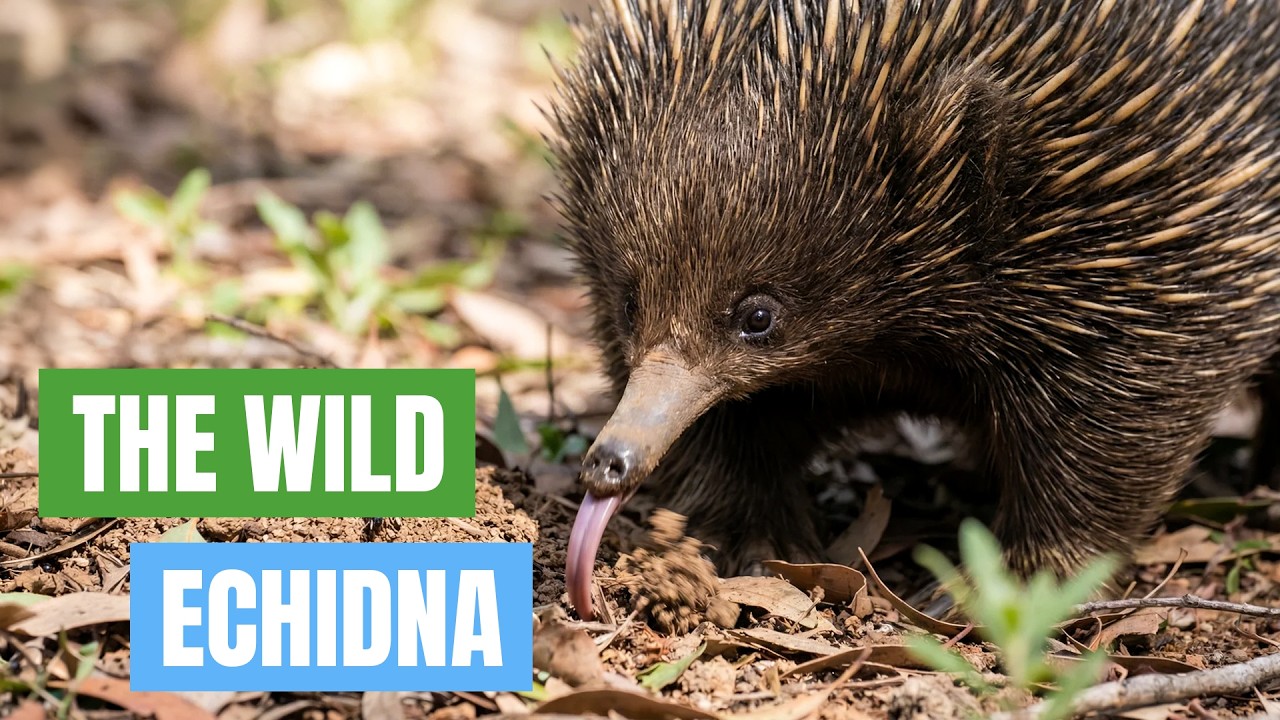 Вы думаете, что знаете ежей… Но вы совершенно ошибаетесь.