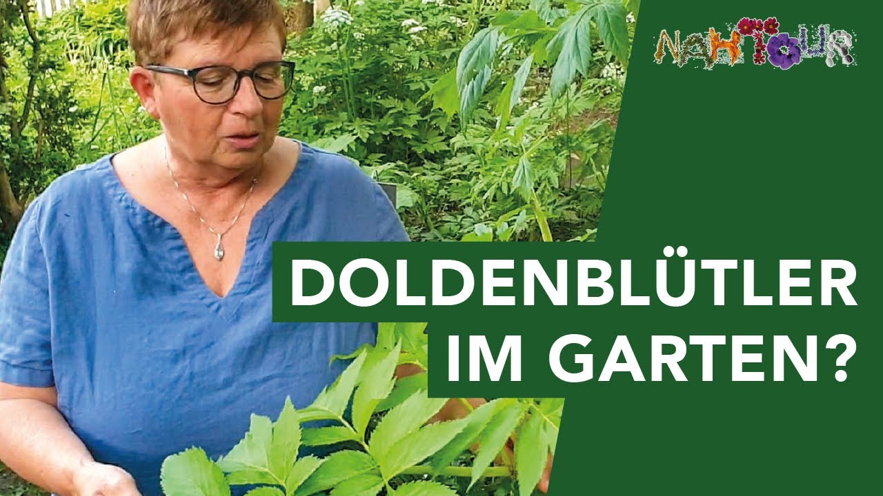 Doldenblütler im Garten – so kannst Du selbst bestimmen, ob eine Pflanze genießbar ist