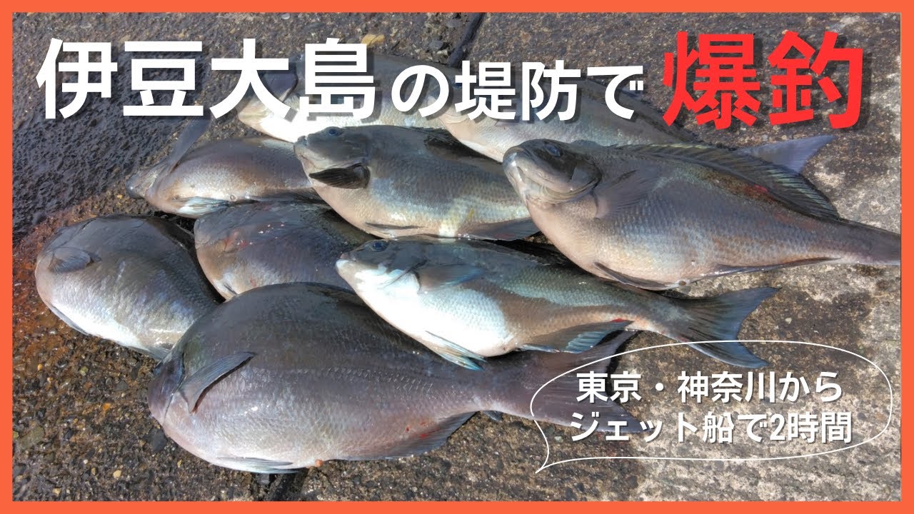 伊豆大島、堤防で尾長メジナがガンガン掛かる⁉︎