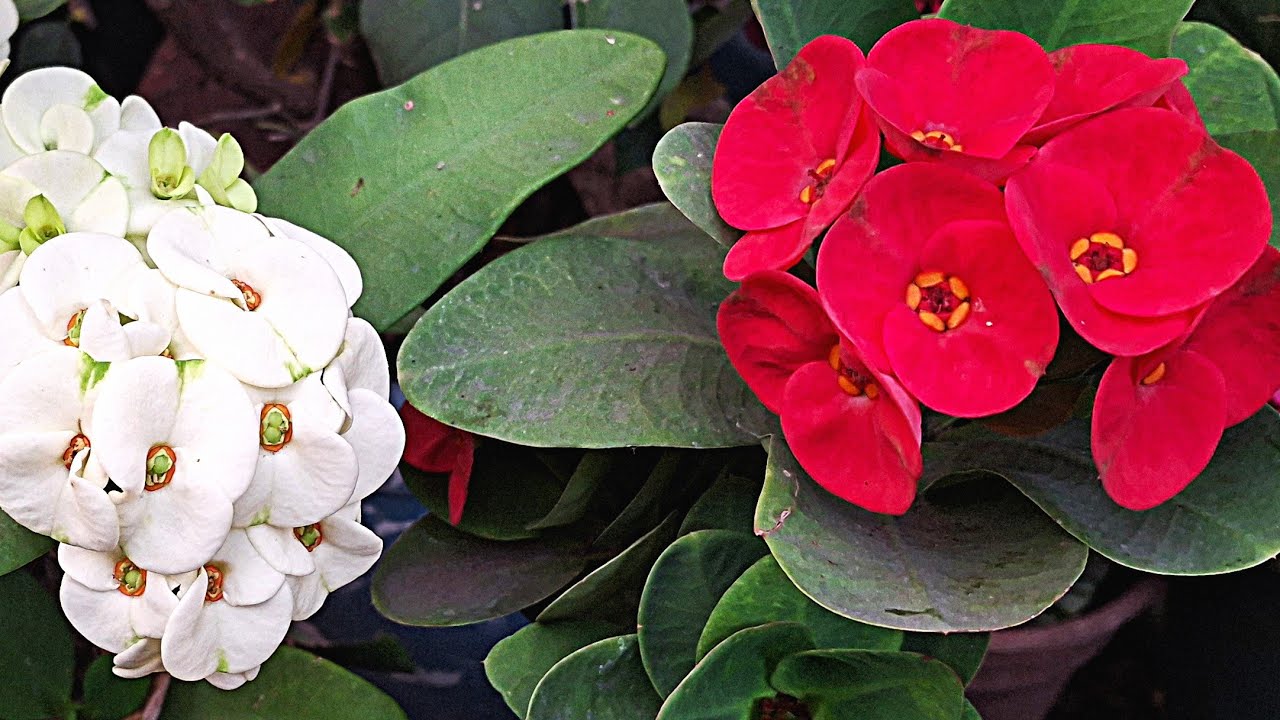 Como preparar el sustrato para las coronas de cristo euphorbia milii Crowm of christ 