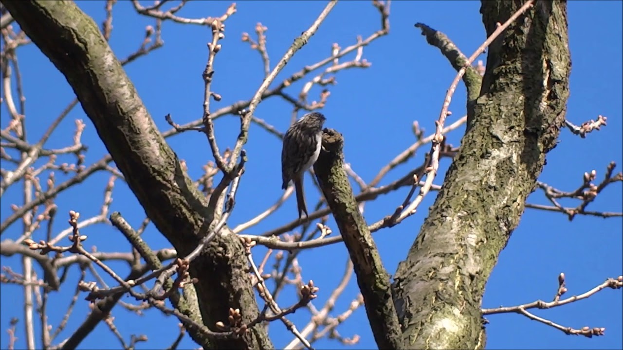 pełzacz ogrodowy / Short-toed Treecreeper (Certhia brachydactyla)