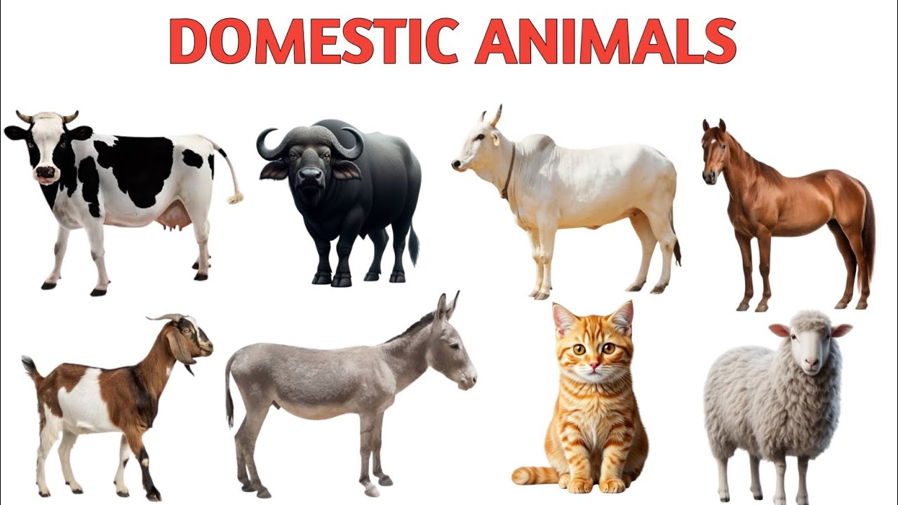 Domestic Animals Name in English and Hindi | पालतू जानवरों के नाम | Kids Learning Video