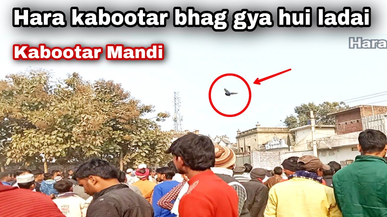 Shahjahanpur ki kabootar Mandi