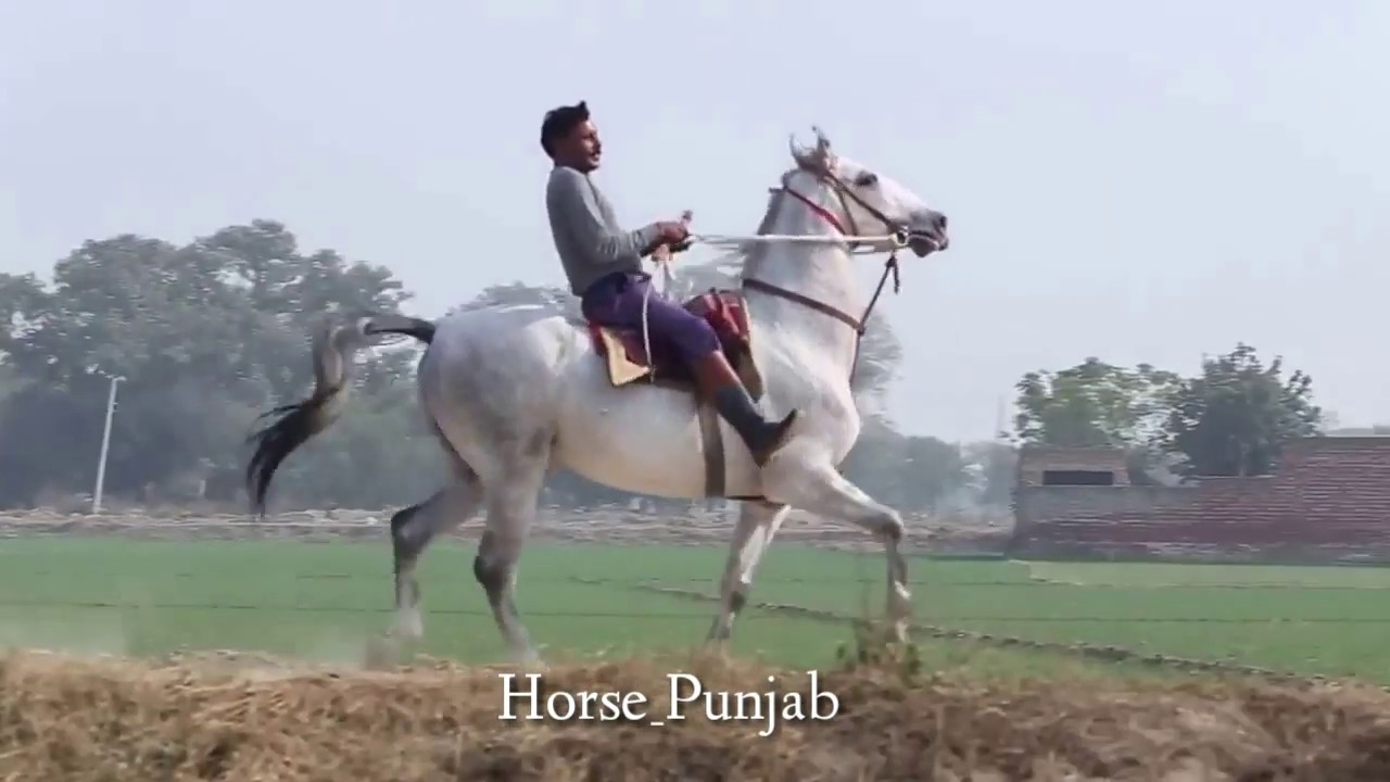 HORSE RIDING VIDEO IN PUNJAB