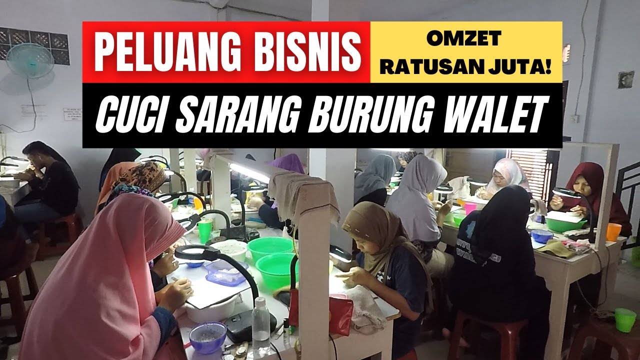 Peluang Usaha Cuci Sarang Walet | Bisa Buka Kursus dan Ekspor Sekaligus!