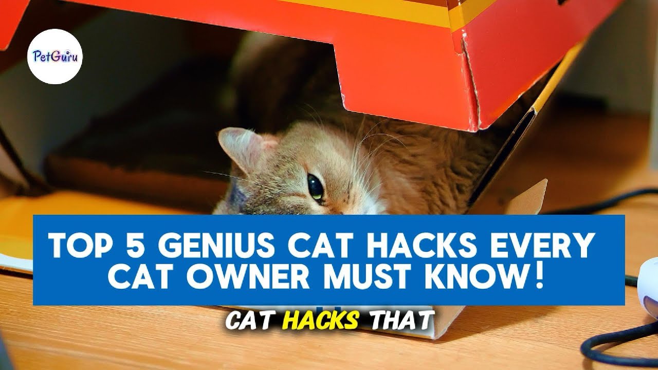 Top 5 Genius Cat Hacks That Will Change How You Care for Your Cat! 
