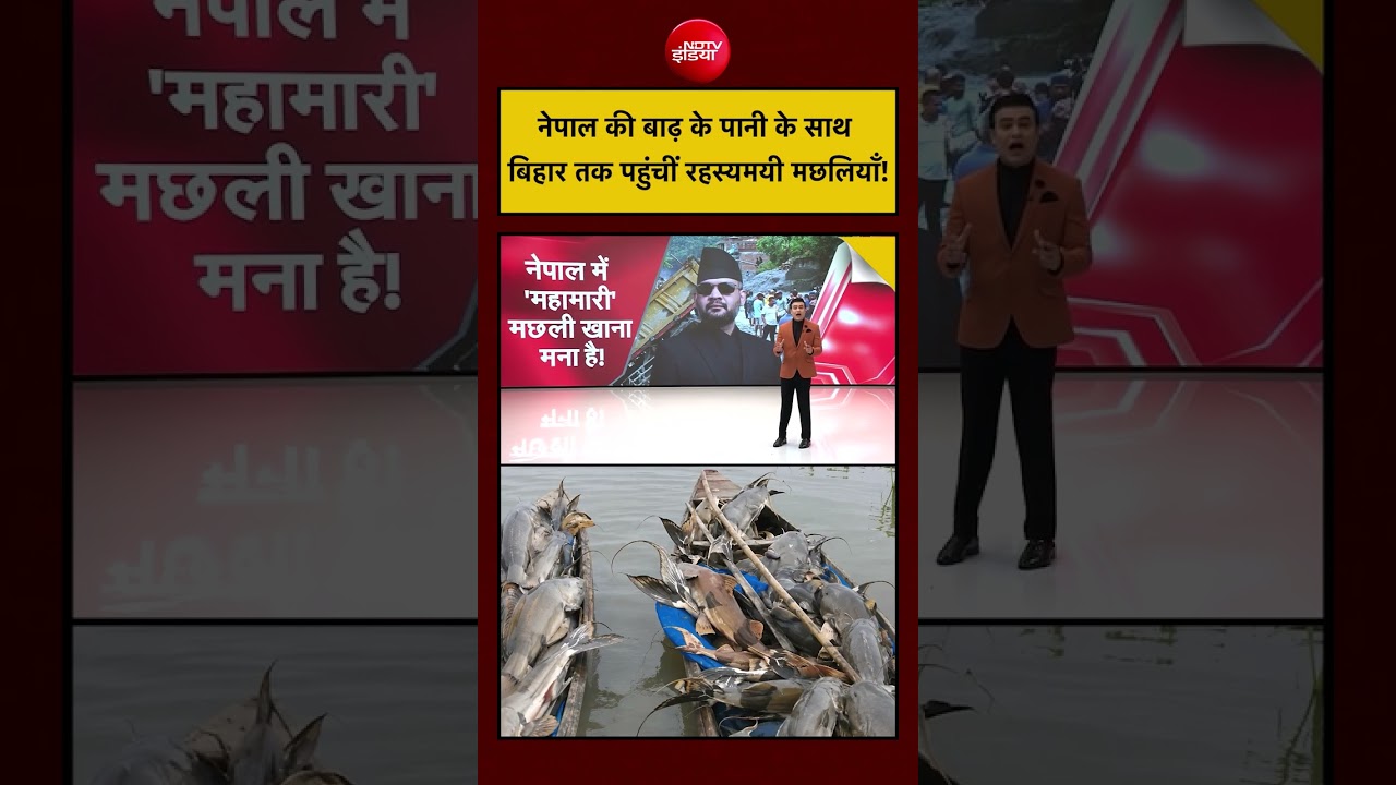 Syed Suhail | Bihar Fish News | Nepal की बाढ़ के पानी के साथ बिहार तक पहुंचीं रहस्यमयी मछलियाँ!