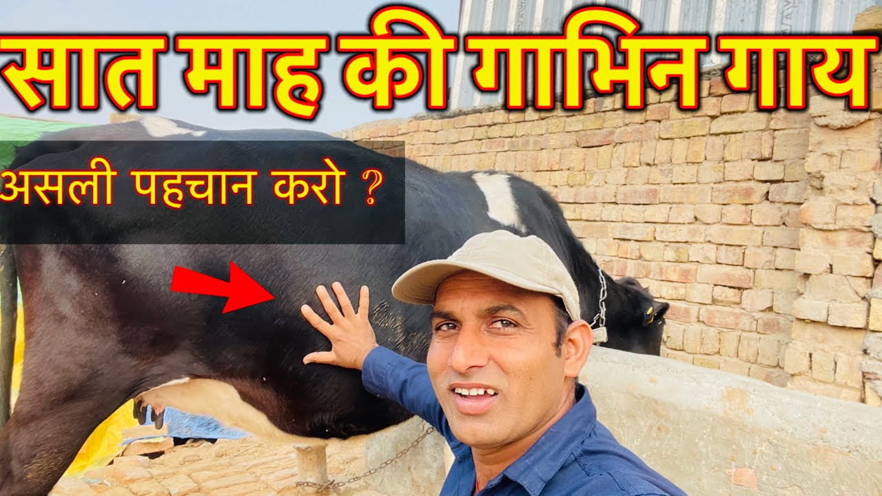 Symptom of Seven Month Pregnant cow | गाय 7 माह की गाभिन केसे पहचाने ।👍