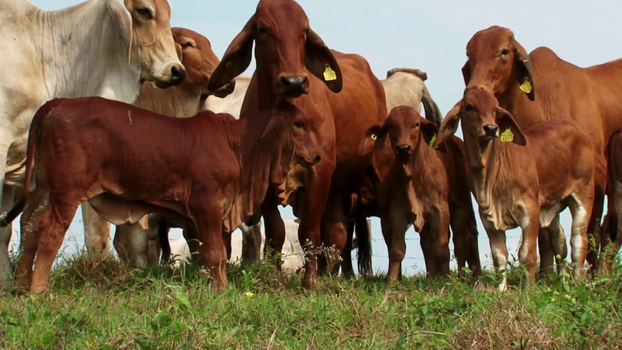 EMPRESARIOS DEL CAMPO TOUR MEXICO 2016 RANCHO K-30 02/04/2016
