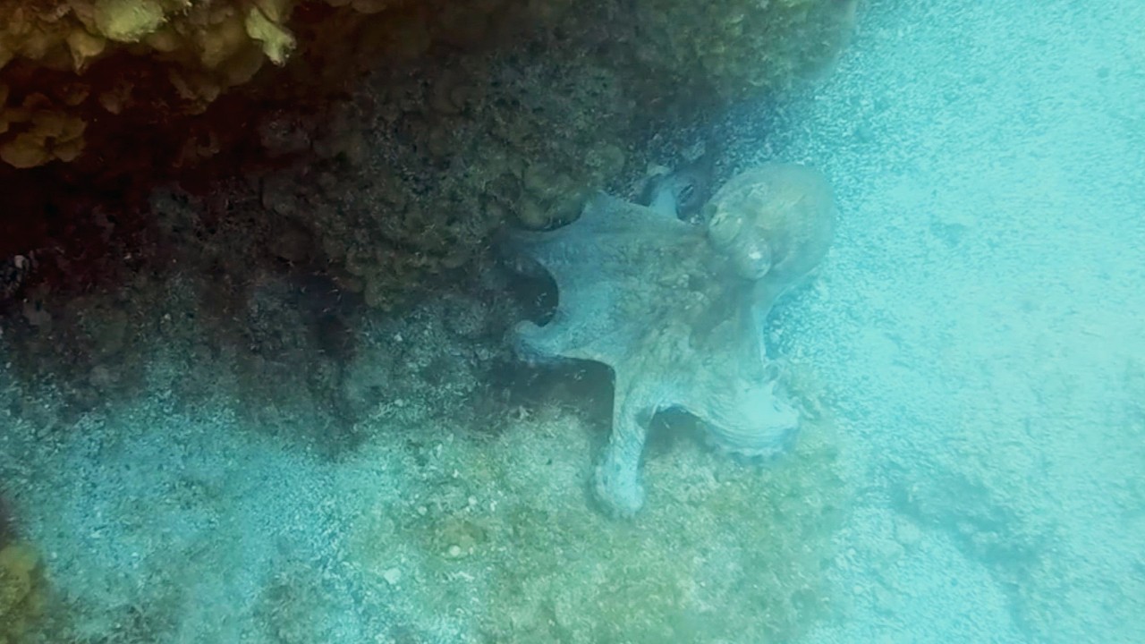 NICE Octopus