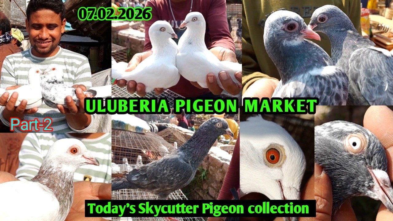 Present pigeon price update at Uluberia cheapest pet market on 07.02.26 | Uluberia Pigeon market 
