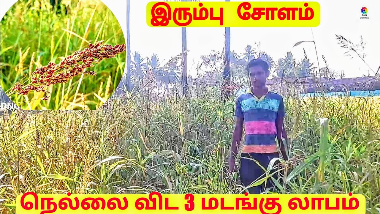 இரும்பு சோளம் | நெல்லை விட 3 மடங்கு லாபம்| பாரம்பரிய ரகம்