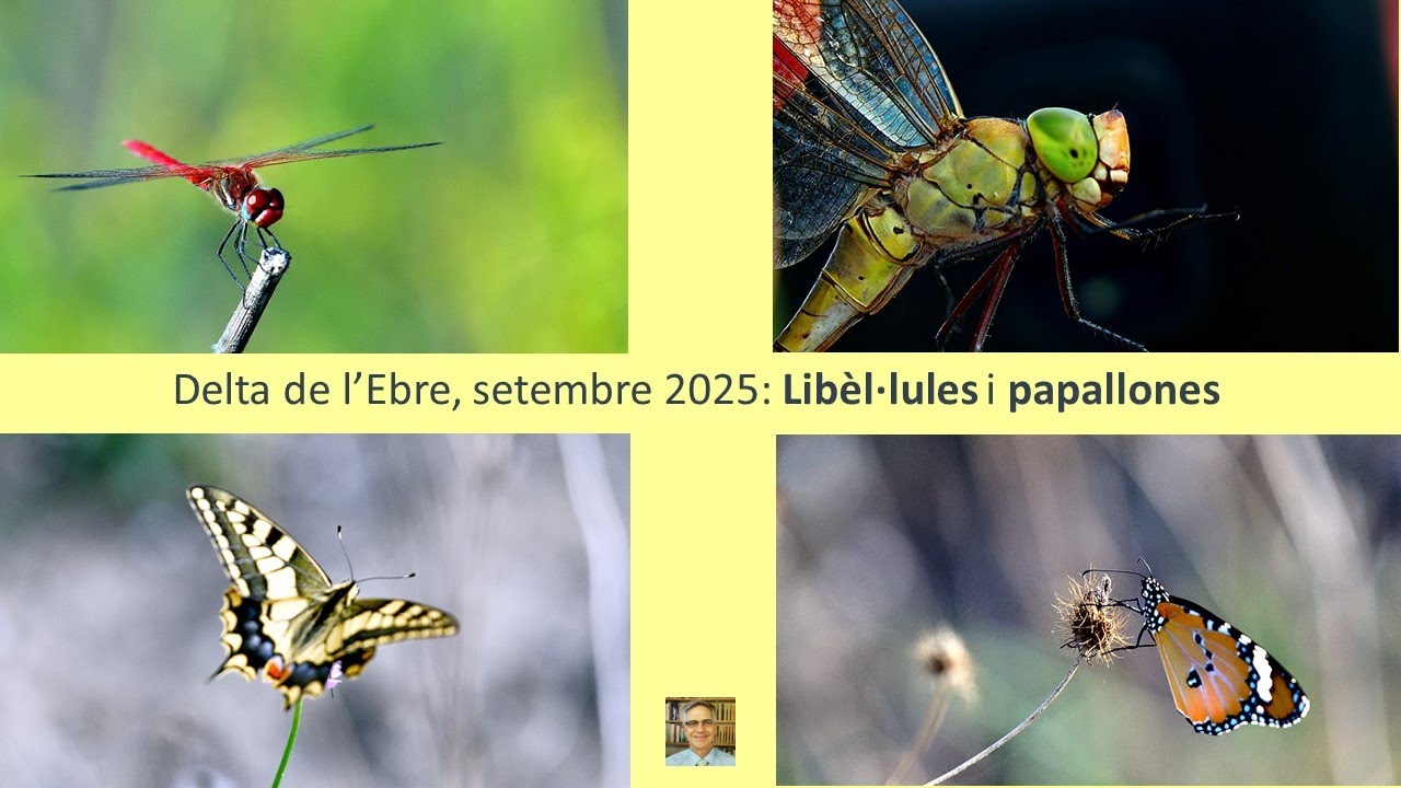 Delta de l'Ebre, libèl·lules i papallones