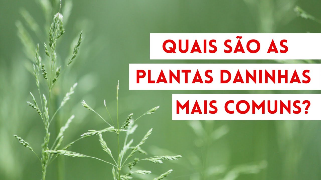 Quais são as plantas daninhas mais comuns?