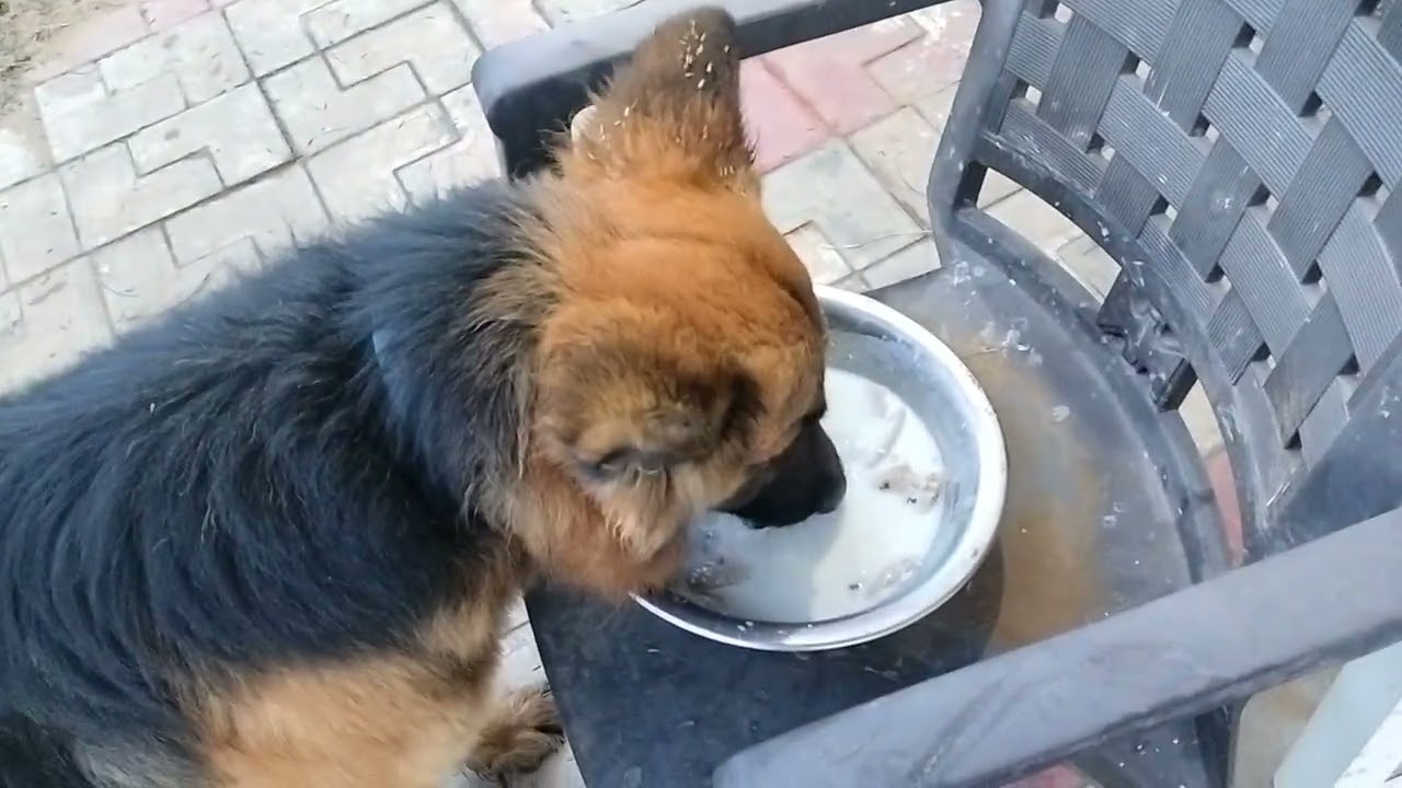 HANDSOME LONG HAIR 🐾♠️🥷🔥#germanshepheard #shortsfeed #gsds video achi lgi h too like & subscribe 