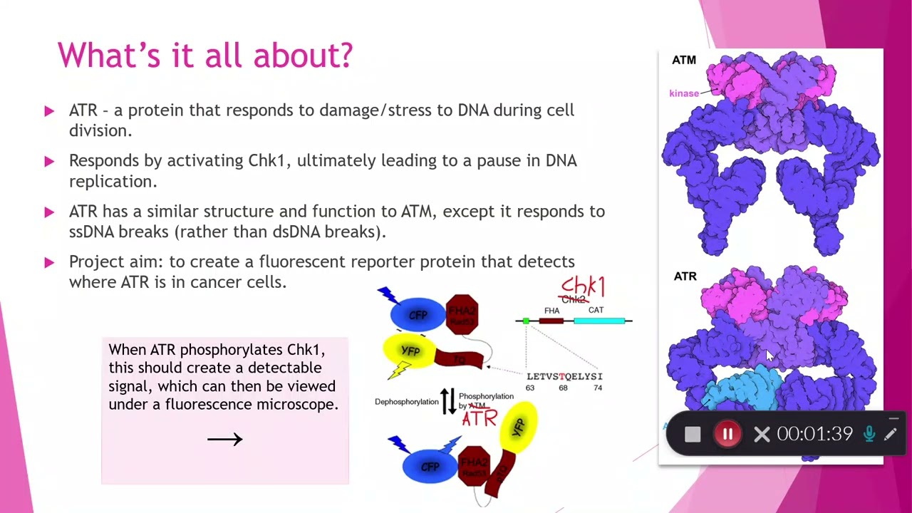 Measuring the response to DNA stress by designing a fluorescent protein reporter for cell imaging