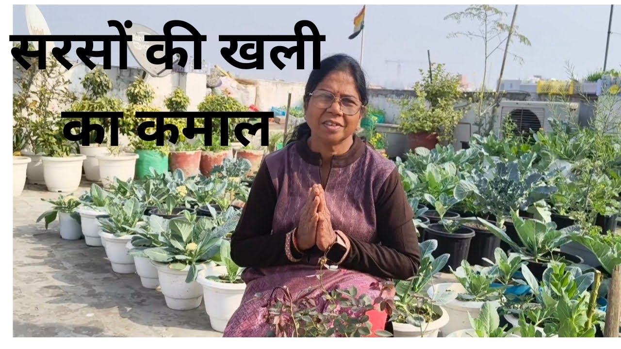 🍀# देसी खाद से पौधे होंगे हरे-भरे सरसों की खाली का आसान तरीका 🌱 #अरहम बागवानी #gardening 