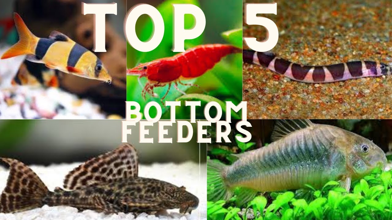 Top 5 - Bottom Feeders!!
