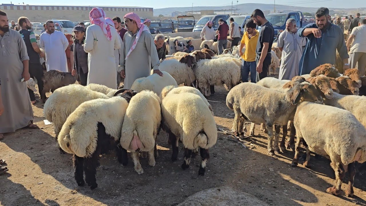  جوله في سوق الاغنام في مدينه الدانا 8\9\2025 الحركه طيبه عاالكل جدي نعجه فطيمه خاروف