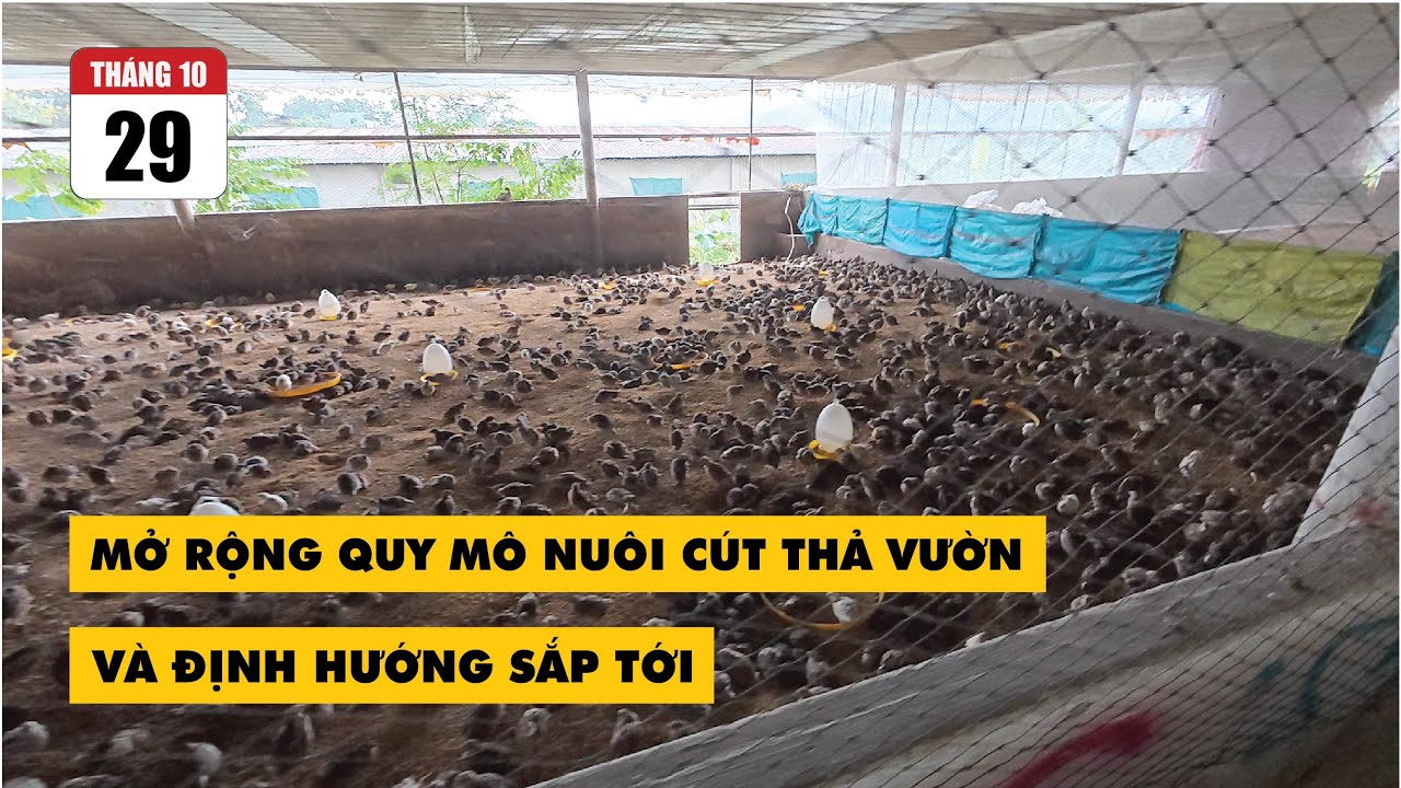 MỞ RỘNG QUY MÔ NUÔI CÚT THẢ VƯỜN VÀ ĐỊNH HƯỚNG SẮP TỚI | HOA MẶT TRỜI FARM